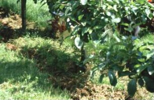 Fotografie: Obstbau, Pflegegerät
