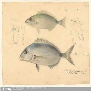 Original-Zeichnungen zu den Naturhistorischen Studien und zoologischen Publicationen des Dr. Eduard Rüppell Fische