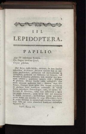 PAPILIO