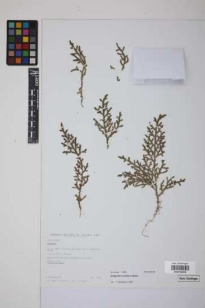 Selaginella moritziana Spring