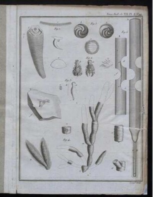 Nouv. Bull. Sc. T. II. Pl. 2. No.44