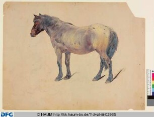 Stehendes Pferd von der Seite und angedeutetes liegendes Tier