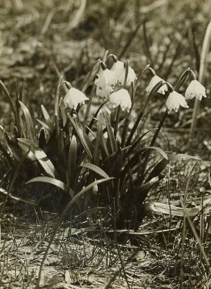 Märzenbecher (Leucojum vernum) im Polenztal