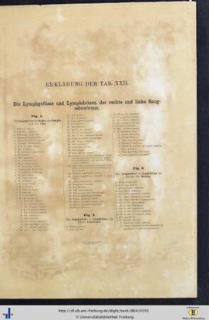Erklärung der Tab. XXII.
