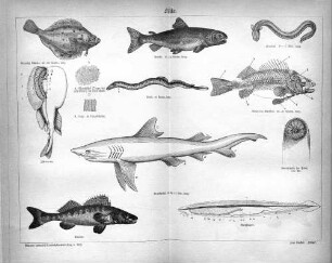 Fische