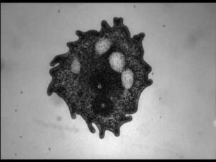 Trichoplax adhaerens (Placozoa) - Eizellen und Furchungsstadien