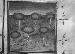 Livre des propriétés des choses / De propriétés rerum — Beginn des 17. Buches: ... des arbres et des herbes et de leur nature et proprietes, Folio fol. 299