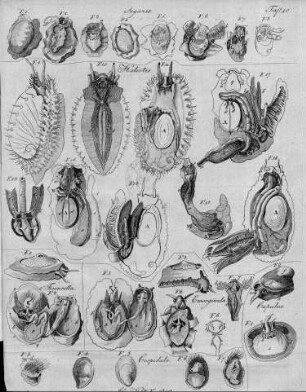 Tafel 10 zu Isis Heft V. 1819