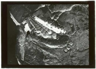 Gyrodus umbilicus