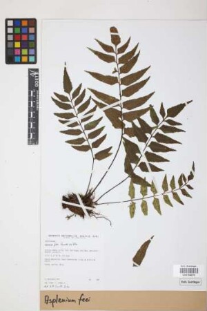 Asplenium feei Kunze ex Fée