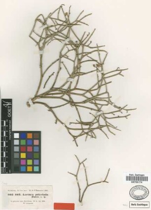 Lactuca polyclada Boiss. [type]