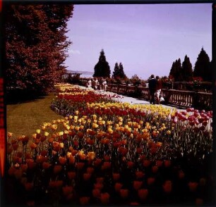 Insel Mainau: Tulpen auf der Schlossterrasse