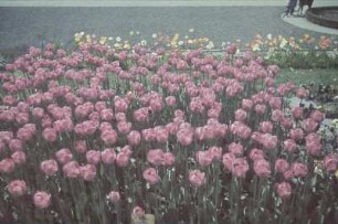 Tulpenbeet (vielleicht in Holland)