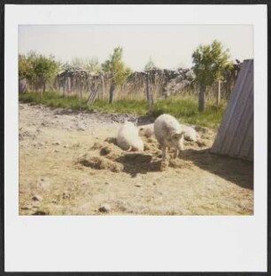 Mangalica-Schweine (Wollschwein) bei Richard Triebaumer in Rust
