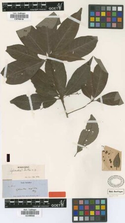 Cybianthus fendleri Mez [isotype]