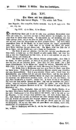 Cap. XIV. Der Ahorn mit dem Eschenblatte. Acer negundo. Lin.