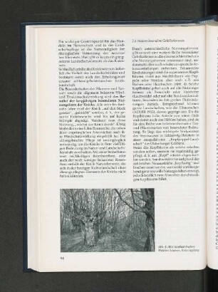 Abb. 4 : Alter Kopfhainbuchen-Wald bei Schieren, Kreis Segeberg
