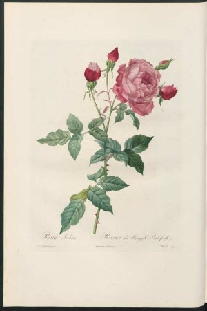 Rosa Indica. Rosier du Bengale (Cent feuille). Charlin sculp.