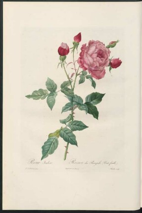 Rosa Indica. Rosier du Bengale (Cent feuille). Charlin sculp.