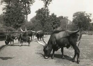 Dresden. Zoologischer Garten. Watussirinder