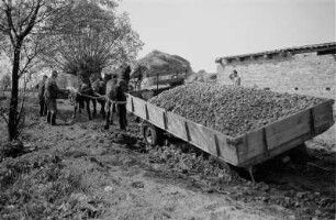VEB Gemüsekombinat Wollup. Kartoffelernte. Pferdefuhrwerk mit gernteten Kartoffel, in Furche seitlich weggerutscht