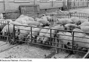 Schweine auf dem Hof eines Schlachthofs