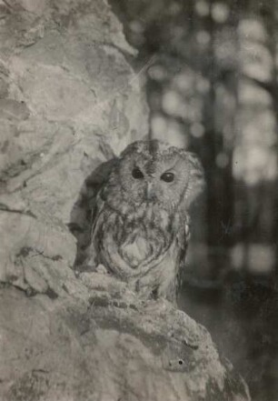 Europa. Waldkauz (Strix aluco). Gefangenschaft
