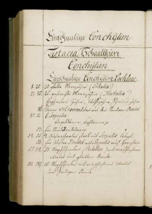Einschaalige Conchylien