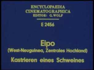 Eipo (West-Neuguinea, Zentrales Hochland) - Kastrieren eines Schweines