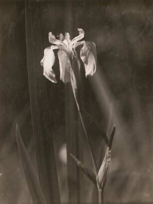 Königswartha. Sumpf-Schwertlilie (Iris pseudacorus)