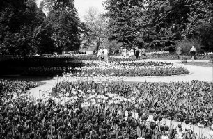 Mainau, Insel Mainau: Pressefahrt mit der DB, Tulpenblüte auf der Mainau; Tulpenbeete, mit Publikum