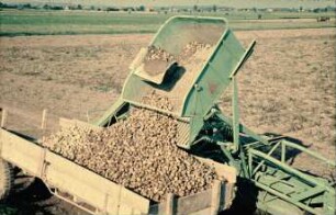 Fotografie: Erntetechnik, Kartoffel, Kartoffelvollernter, Be- und Entladen