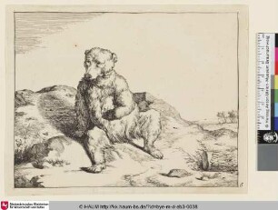 [Autre ours assis, vu de face; Sitzender Bär frontal mit abgewandtem Kopf nach links]
