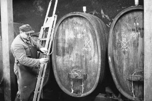 Staatliche Rebveredelungsanstalt Durlach. Weinlese und Weinherstellung