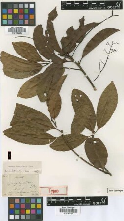 Aiouea densiflora Nees [type]