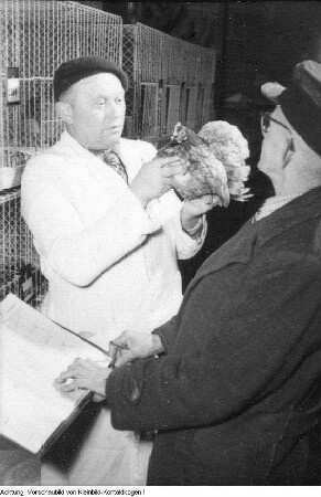 Kleintiersiegerschau, Januar 1954