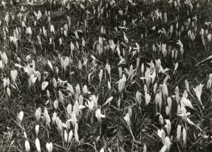 Frühlings-Krokus (Crocus albiflorus var. neapolitnus). Blühender Bestand. Wiese bei Drebach Kr. Zschopau