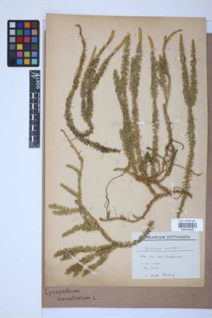 Lycopodium annotinum annotinum L.