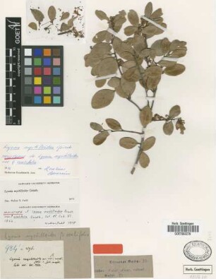 Lyonia myrtilloides Griseb. var. ovalifolia Griseb.[holotype]