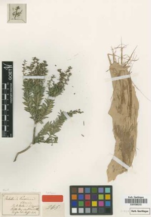 Melaleuca preissiana Schauer [isotype]