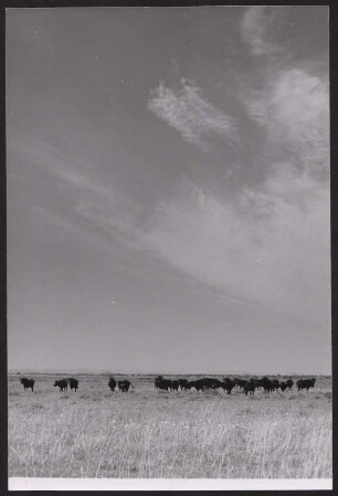 Wilde Rinderherde in der Camargue