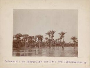 Palmenhain : Palmenhain am Tigrisufer zur Zeit der Überschwemmung.