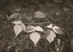 Himbeere (Rubus idaeus). Schößling, zum Teil weißblättrig
