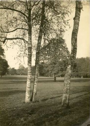 Park von Chateau Havrincourt