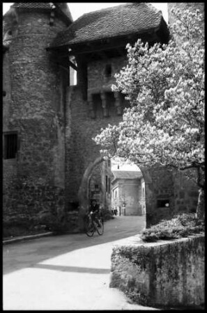 Colombier: Blütenbaum am Schlosstor