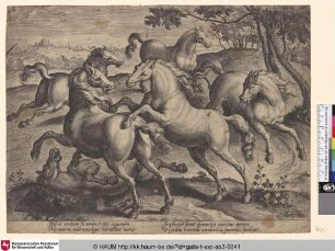 [Kämpfende Pferde; Horses fighting]