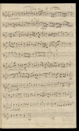 Viola 2 ô Taille