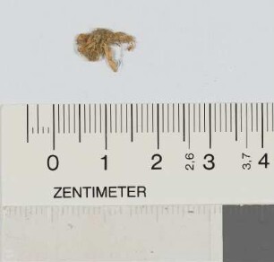 [Kleines Pflanzenfragment]