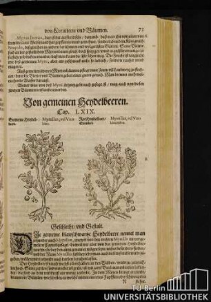 Cap. LXIX. Von gemeinen Heydelbeeren.