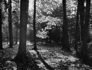 Waldstück